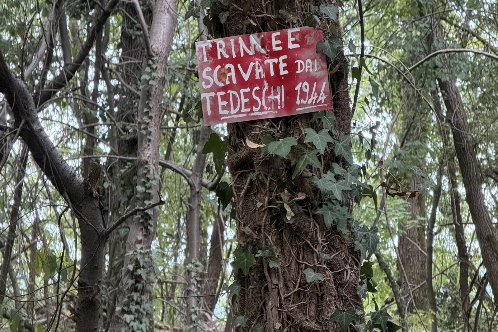 Dettaglio di un segnale nel bosco