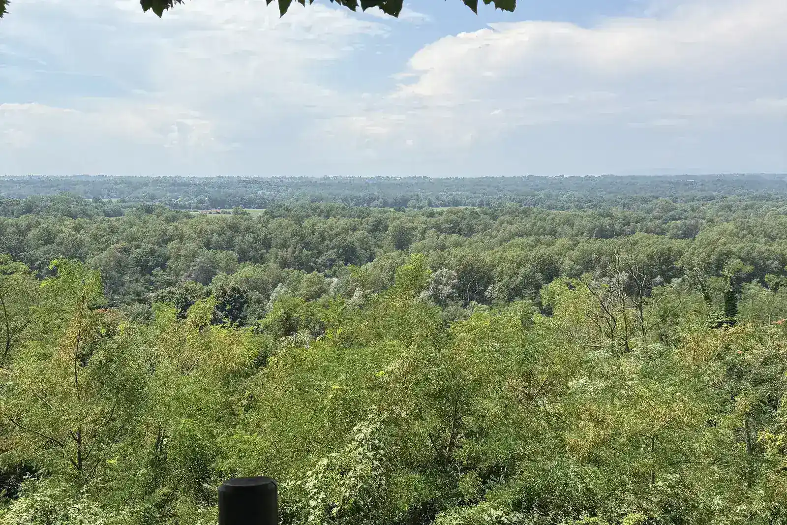 Panoramica sul verde del bosco